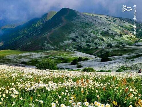 عکس رویایی از دشت بابونه در اردبیل