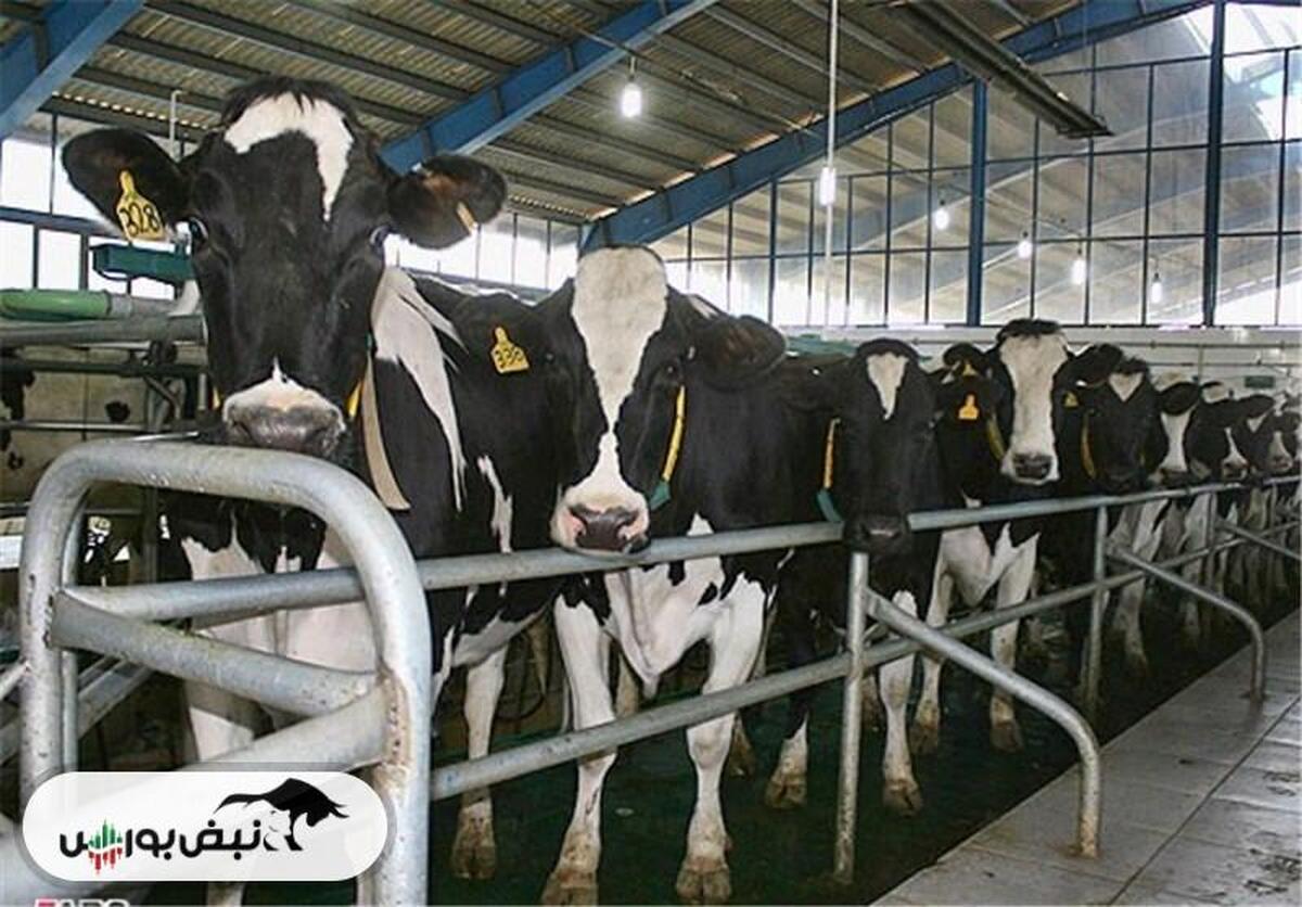 پیگیریهای نبضبورس جواب داد
