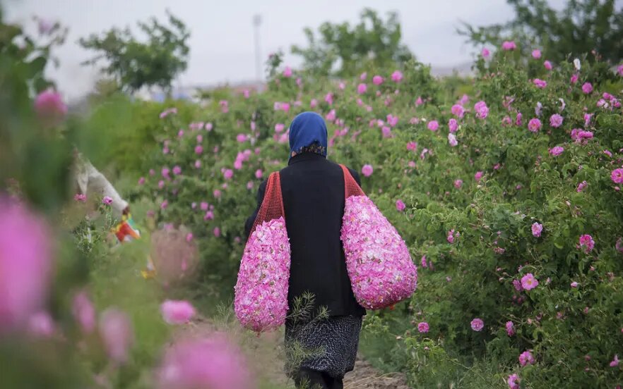 از گلابگیری تا پرسه زدن در دشتهای بهاری؛ اردیبهشت کجا برویم؟/ ۹ مقصد جذاب برای سفر یکروزه/ راهنمای سفرهای بهاری نزدیک تهران