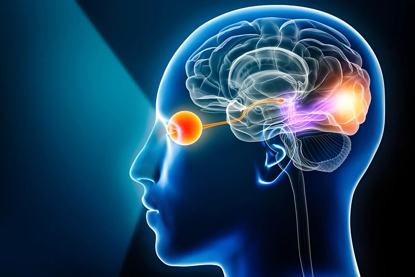 سازگاری مغز با نابینایی و انعطافپذیری عصبی